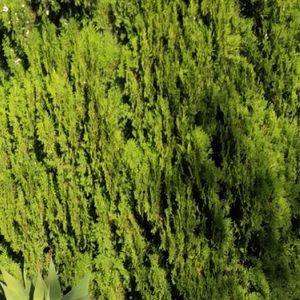 Meet your Posher, Nev